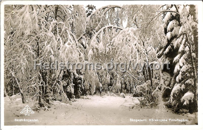 Skidframjandet. Skogsparti. Harskogens Friluftsgard. Postganget 1 september 1945. Traff 3618.jpeg - Skidfrämjandet. Skogsparti. Härskogens Friluftsgård.Postgånget 1 sept 1945.Färlag: Skidfrämjandet och Träff 3618.