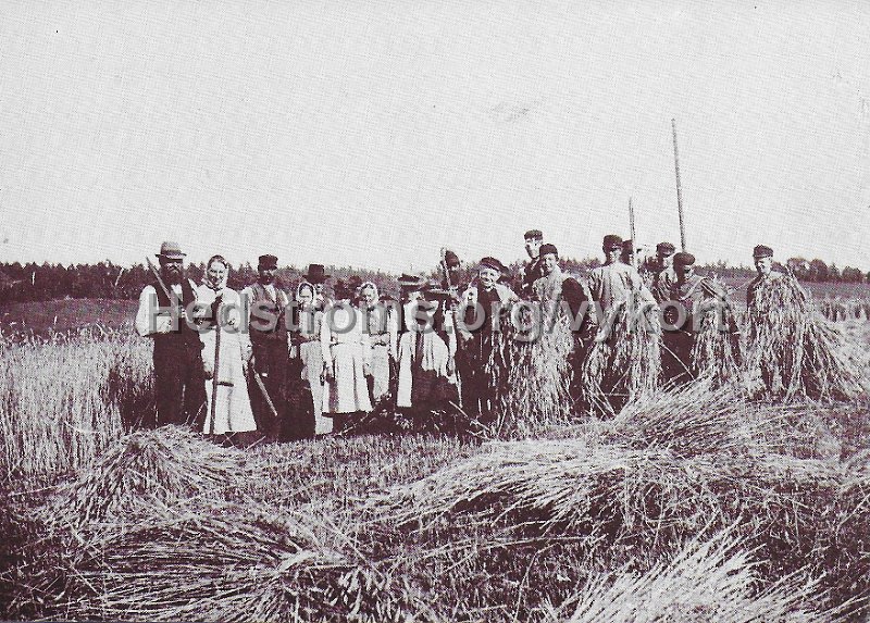 Skord ar 1905 - Hulan (Lerum).  Nyproduktion, odaterat. Haspen forlag.jpeg - Skörd år 1905 - Hulan (Lerum).Nyproduktion, odaterat.Haspen förlag.