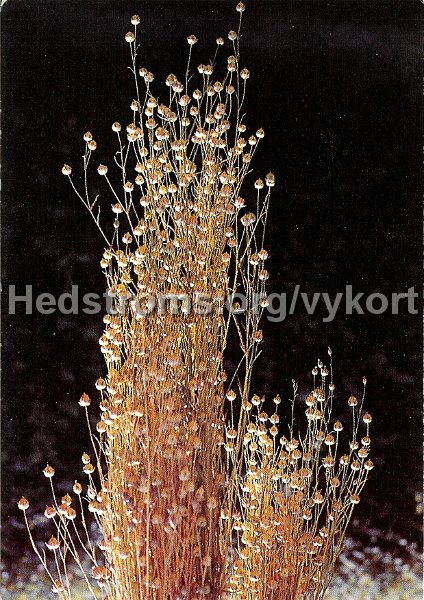 Lerums Hemslojdsforening, Linkarve. Postganget 20010624.jpg.jpeg - Lerums Hemslöjdsförening, Linkärve.Postgånget 24 juni 2001.Foto: Sven Engwall, Lerum. Förlag: Vykortsfabriken H. Lindenhag AB.