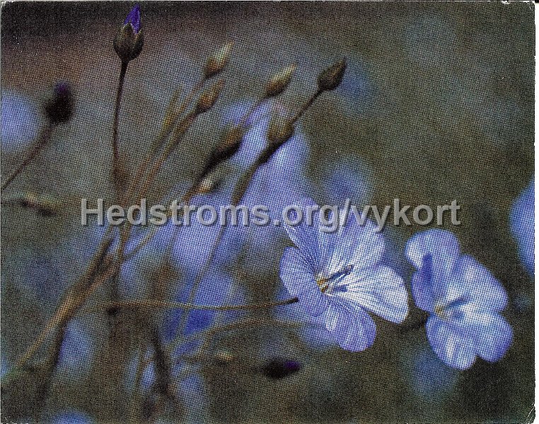 Ovrigt 018.jpg - Lerums Hemslöjdsförening, Linblomma.Foto: Sven Engwall, Lerum.